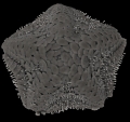 Caymanostella scrippscognaticausa Shen, Koch, Seid, Tilic & Rouse, 2024