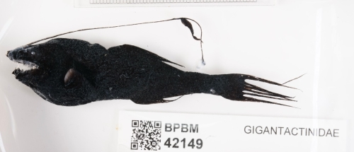 Gigantactis paresca Rickle, 2024 