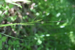 Cyperaceae