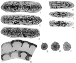 Fusulina? arenaria Thompson, 1945