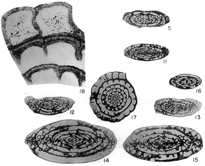 Fusulina? rickerensis Thompson, 1945 Fusulina? rickerensis Thompson, 1945