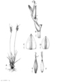 Analytical drawing of Carex capensis, author: Schez-Villegas, Manuel