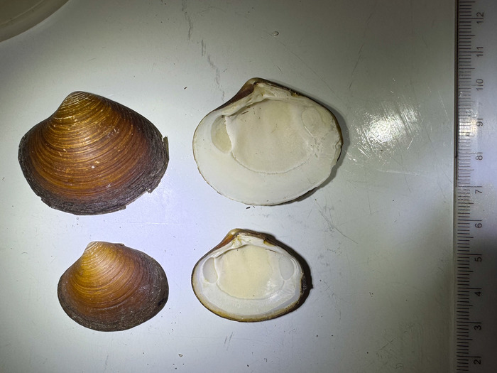 Astarte arctica - pair from Norway