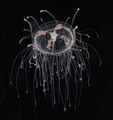 Vallentinia gabriellae, mature specimen from Florida, USA
