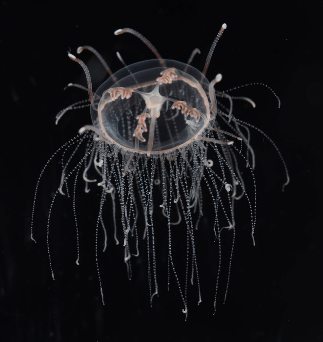 Vallentinia gabriellae, mature specimen from Florida, USA Vallentinia gabriellae, mature specimen from Florida, USA