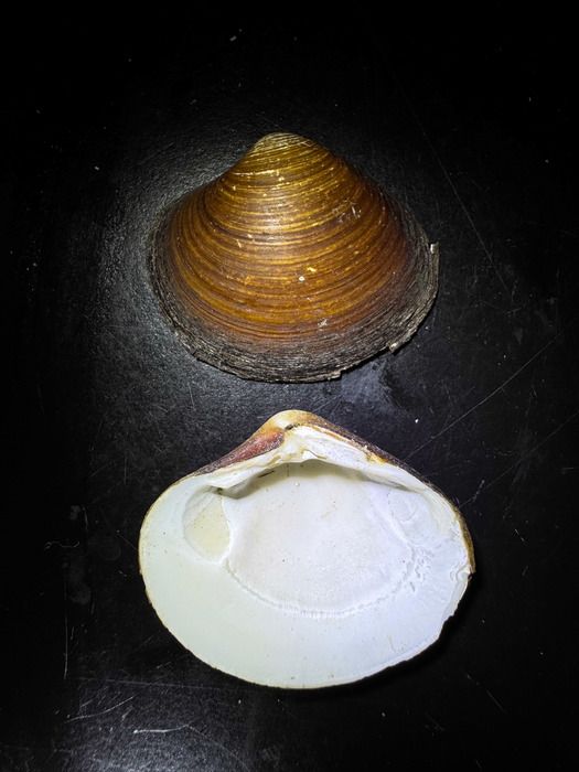 Astarte arctica - Norway