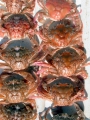 Liocarcinus marmoreus (Leach, 1814), author: IMARES