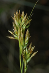 Cyperaceae