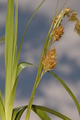 Inflorescence of Carex pseudorufa UPOS6577, author: Modesto Luce