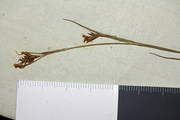 Detail of the isolectotype of Carex spartea UPS-THUNB21933, author: Modesto Luce