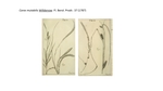 Cyperaceae