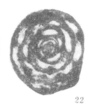 Aulalina aulaensis Nie & Song, 1985