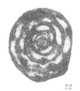 Aulalina aulaensis Nie & Song, 1985 Aulalina aulaensis Nie & Song, 1985
