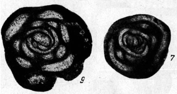 Glomospira dublicata Lipina, 1949 Glomospira dublicata Lipina, 1949