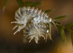 Gmelinoides fasciatus, in precopula