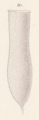 Cyttarocylis denticulata var. cylindrica f. ventricosa Jgensen 1900, author: Dolan, John