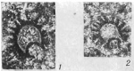 Atjussella rarispinata Petrova, 1981