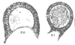 Mendipsia leesi Conil & Longerstaey, 1980