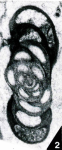 Graecodiscus teresae Vachard, 1993