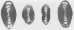 Neohemigordius maopingensis Wang & Sun, 1973