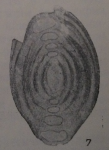 Multidiscus padangensis (Lange, 1925)