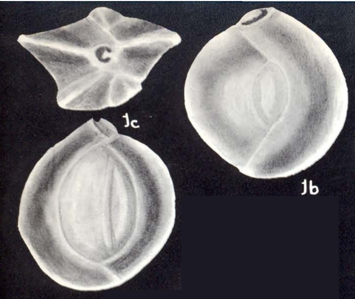 Quinqueloculina semiopaqua McCulloch, 1981 Quinqueloculina semiopaqua McCulloch, 1981