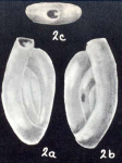 Massilina (?) demissa McCulloch, 1981
