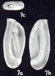 Quinqueloculina florencehoffae McCulloch, 1981