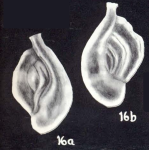 Massilina (?) prominens McCulloch, 1981