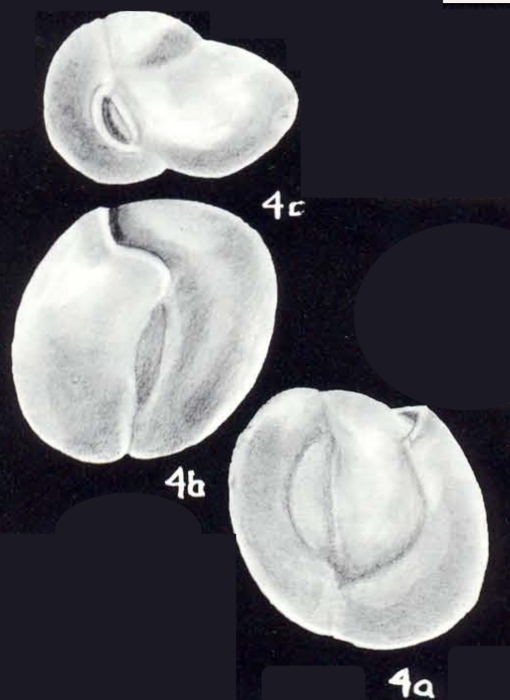 Pateoris labiosiformis McCulloch, 1981 Pateoris labiosiformis McCulloch, 1981