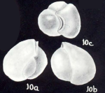 Miliolinella californica subsp. arubaensis McCulloch, 1981