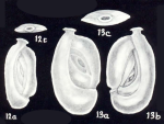 Spiroloculina hancocki McCulloch, 1981