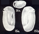 Miliolinella longiformis McCulloch, 1981