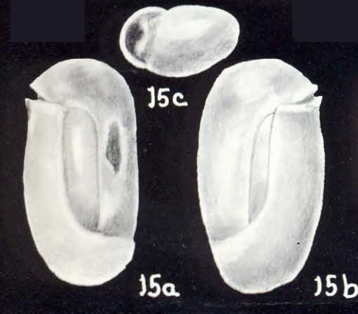 Miliolinella longiformis McCulloch, 1981 Miliolinella longiformis McCulloch, 1981