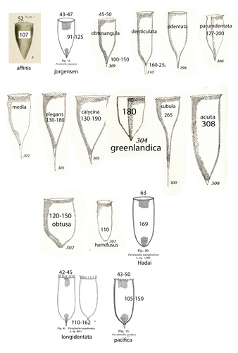 "Cone-shaped" Parafavella spp. "Cone-shaped" Parafavella spp.