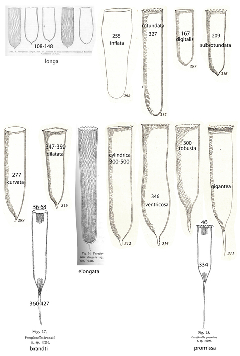 &#039;Cylinder-shaped&#039; species of Parafavella
