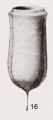 Parundella aciculifera Kofoid & Campbell, 1939