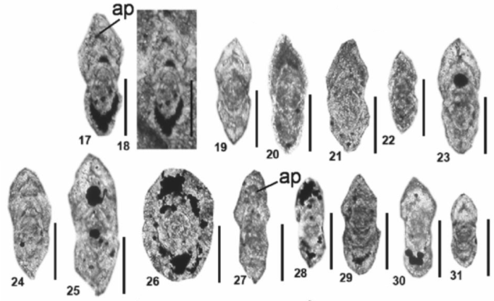 Pseudorobuloides reicheli Altıner, Payne, Lehrmann, Atasoy & Özkan-Altıner, 2025 Pseudorobuloides reicheli Altıner, Payne, Lehrmann, Atasoy & Özkan-Altıner, 2025