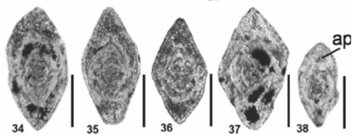 Plectorobuloides taurica Altıner, Payne, Lehrmann, Atasoy & Özkan-Altıner, 2025 Plectorobuloides taurica Altıner, Payne, Lehrmann, Atasoy & Özkan-Altıner, 2025