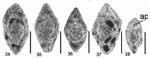 Plectorobuloides taurica Altıner, Payne, Lehrmann, Atasoy & Özkan-Altıner, 2025