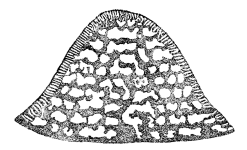 Conulites americana Cushman, 1919, author: Consorti, Lorenzo