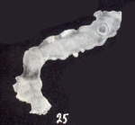 Calcituba (?) polystomata McCulloch, 1981