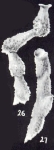 Calcituba (?) trinidadensis McCulloch, 1981