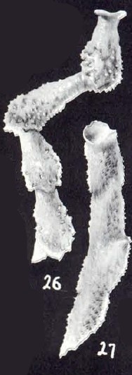 Calcituba (?) trinidadensis McCulloch, 1981 Calcituba (?) trinidadensis McCulloch, 1981