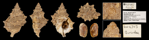 Korrigania stefanoelisa Holotype Korrigania stefanoelisa Holotype