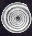 Cyclogyra veleronis McCulloch, 1981