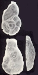 Nubeculopsis caledoniana McCulloch, 1981