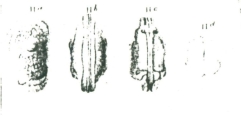 Cythere producta Brady, 1866 from the original description, author: Pereira, Sio Gabriel Gomes