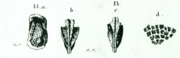 Cypridina haidingeri Reuss, 1850 from the original description, author: Pereira, Sio Gabriel Gomes