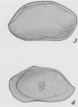 Bairdia laevicula Edwards, 1944 from the original description, author: Pereira, Sio Gabriel Gomes